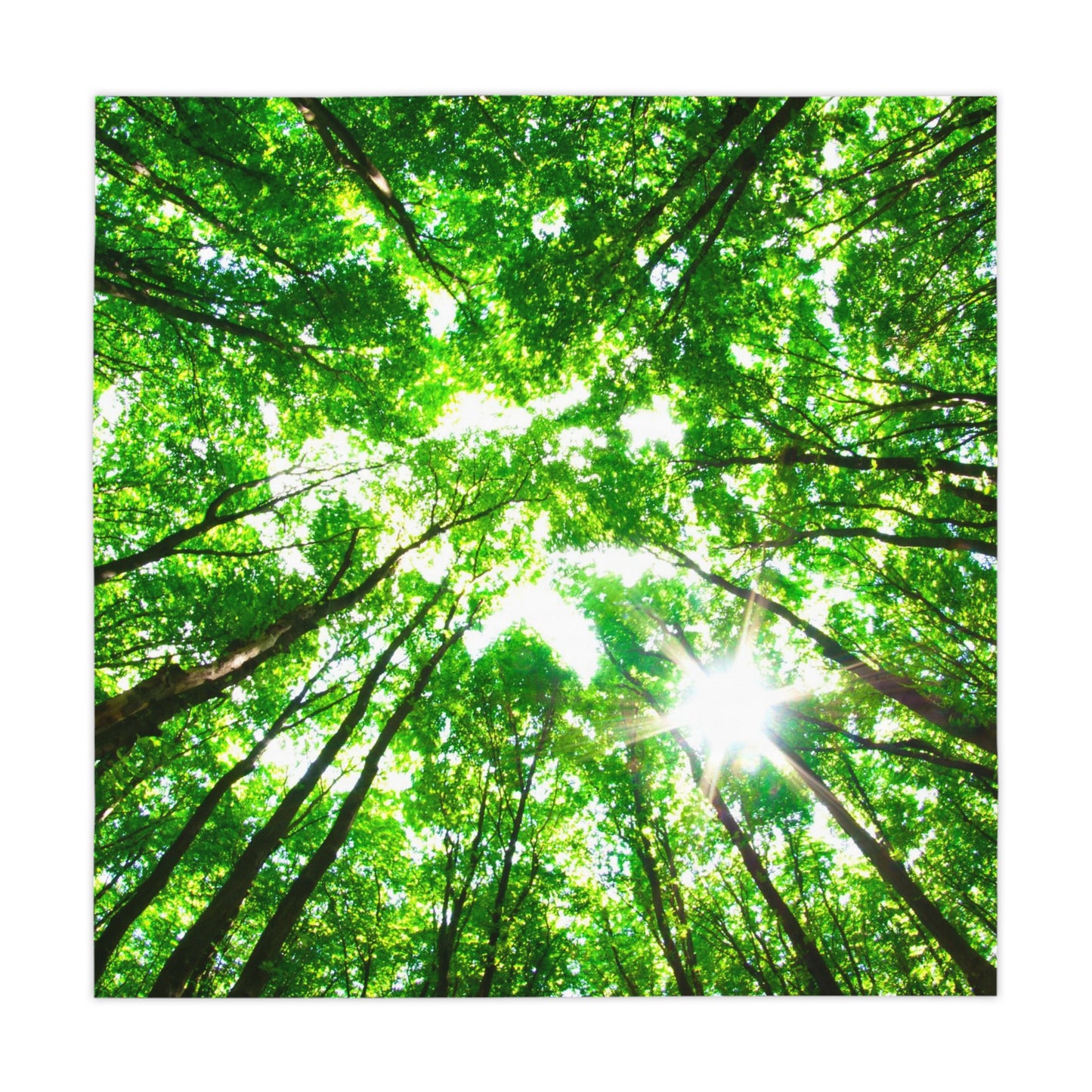 Forest Canopy Tablecloth
