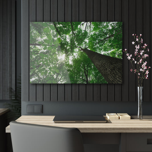 Tree Canopy Acrylic Prints