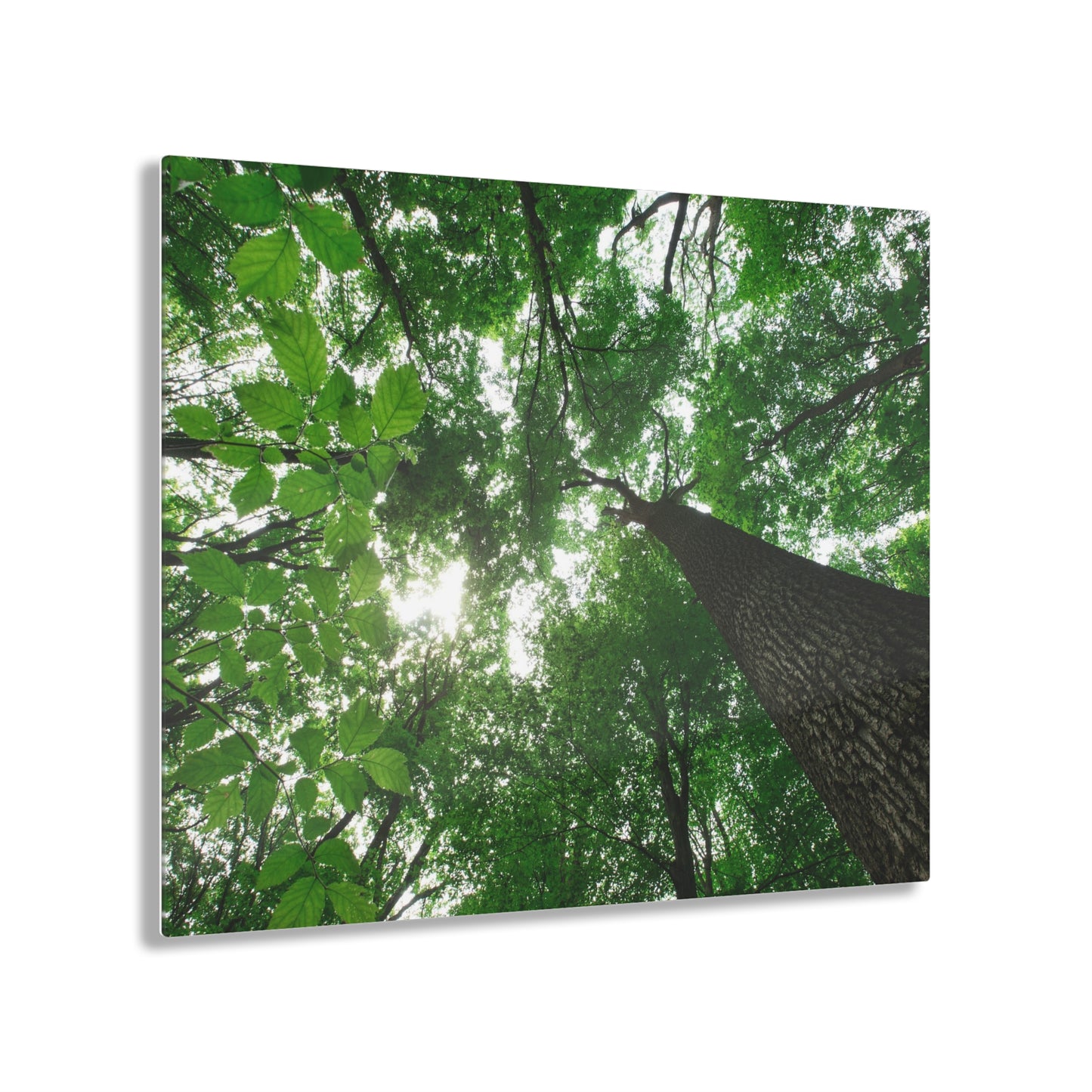 Tree Canopy Acrylic Prints